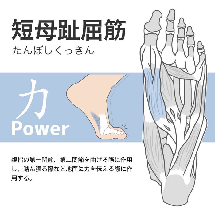 アクティバイタルプロファイブサッカーソックスActivitalPROフットサポーター5本指HRD1065HRD1066サッカーフットサルメンズジュニア